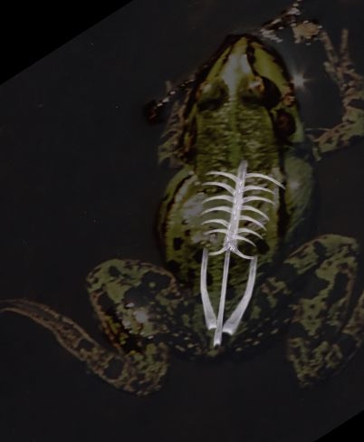 Creation of Frog X-ray: Step 5